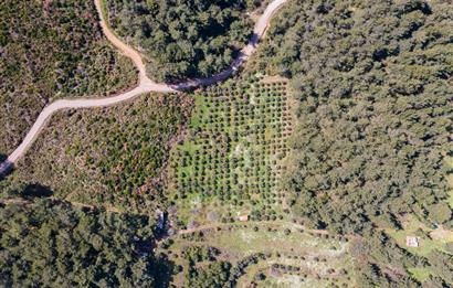 İzmir Selçuk’un En Popüler Köyü Şirince’de Kartaltepe Mevkiinde Deniz Manzaralı Eşsiz Tarla