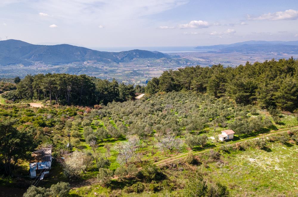 İzmir Selçuk’un En Popüler Köyü Şirince’de Kartaltepe Mevkiinde Deniz Manzaralı Eşsiz Tarla