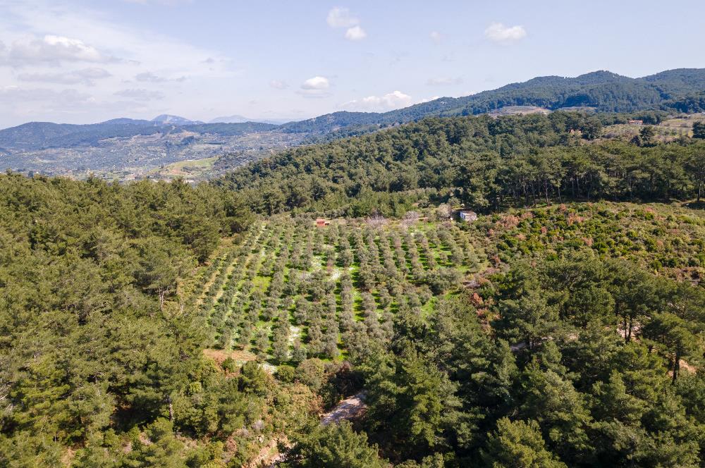 İzmir Selçuk’un En Popüler Köyü Şirince’de Kartaltepe Mevkiinde Deniz Manzaralı Eşsiz Tarla