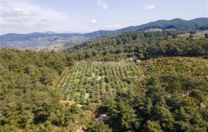 İzmir Selçuk’un En Popüler Köyü Şirince’de Kartaltepe Mevkiinde Deniz Manzaralı Eşsiz Tarla