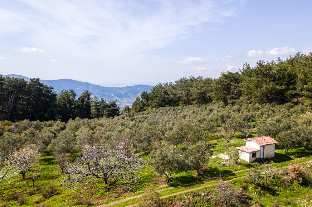 İzmir Selçuk’un En Popüler Köyü Şirince’de Kartaltepe Mevkiinde Deniz Manzaralı Eşsiz Tarla