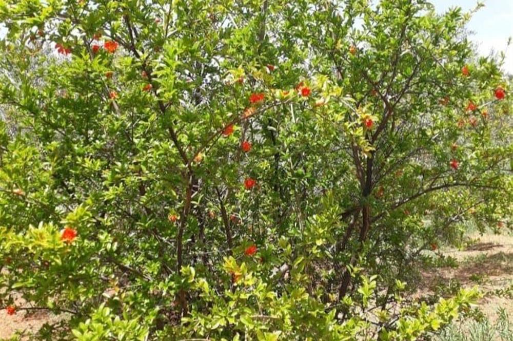 İzmir Selçuk’un En Popüler Köyü Şirince’de Kartaltepe Mevkiinde Deniz Manzaralı Eşsiz Tarla