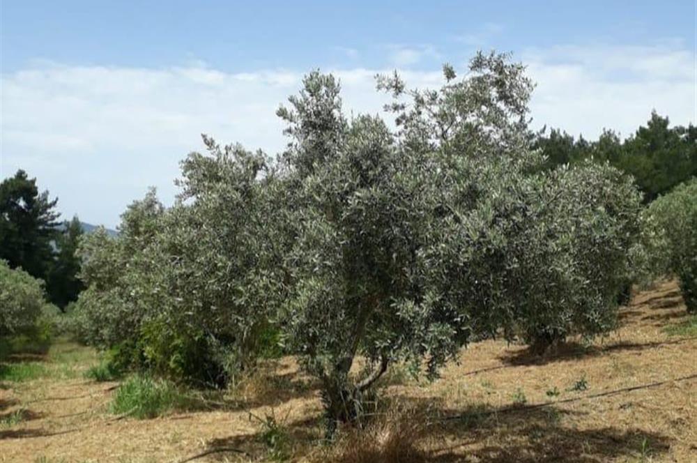 İzmir Selçuk’un En Popüler Köyü Şirince’de Kartaltepe Mevkiinde Deniz Manzaralı Eşsiz Tarla