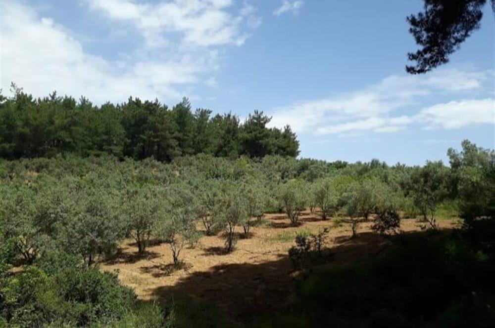 İzmir Selçuk’un En Popüler Köyü Şirince’de Kartaltepe Mevkiinde Deniz Manzaralı Eşsiz Tarla