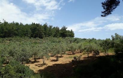 İzmir Selçuk’un En Popüler Köyü Şirince’de Kartaltepe Mevkiinde Deniz Manzaralı Eşsiz Tarla