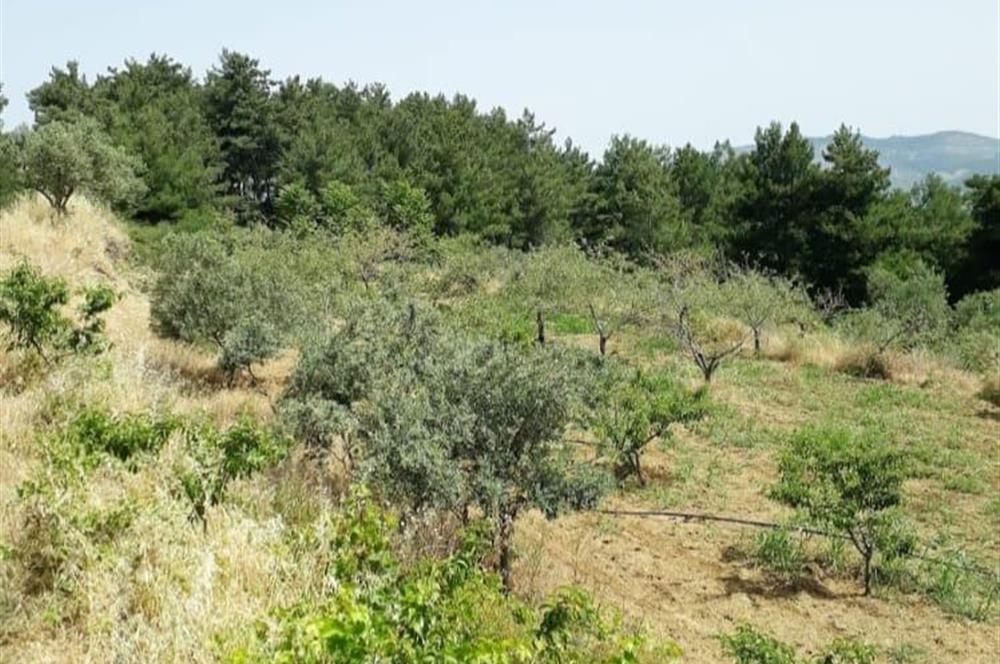 İzmir Selçuk’un En Popüler Köyü Şirince’de Kartaltepe Mevkiinde Deniz Manzaralı Eşsiz Tarla