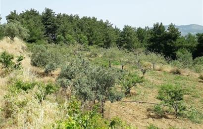 İzmir Selçuk’un En Popüler Köyü Şirince’de Kartaltepe Mevkiinde Deniz Manzaralı Eşsiz Tarla