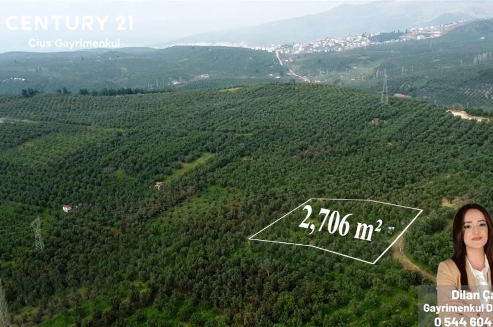 C21 Cius; Adliye Köyünde 2.706 m2 Full Deniz Manzaralı Zeytinlik