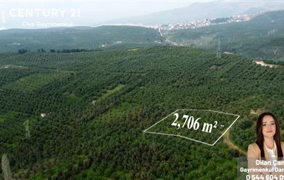 C21 Cius; Adliye Köyünde 2.706 m2 Full Deniz Manzaralı Zeytinlik