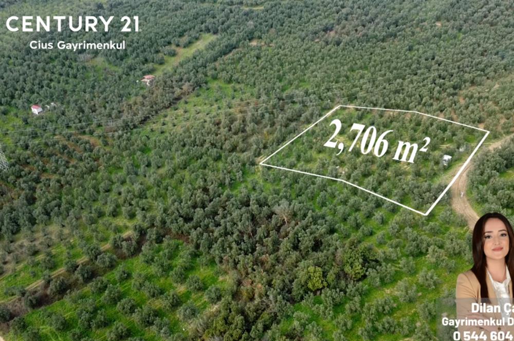 C21 Cius; Adliye Köyünde 2.706 m2 Full Deniz Manzaralı Zeytinlik