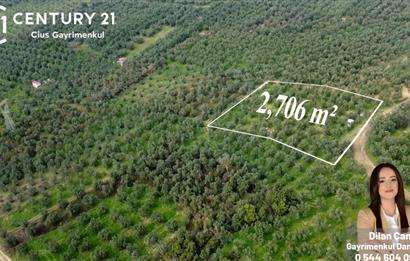 C21 Cius; Adliye Köyünde 2.706 m2 Full Deniz Manzaralı Zeytinlik