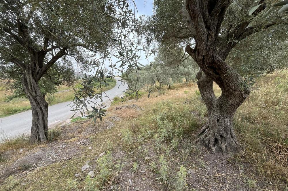 Milas Dörttepe Sığırtmaç Mevkiinde Satılık İmarlı Tarla