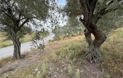 Milas Dörttepe Sığırtmaç Mevkiinde Satılık İmarlı Tarla