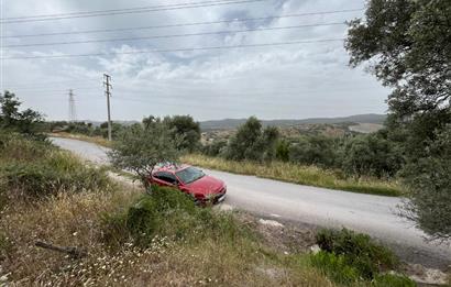 Milas Dörttepe Sığırtmaç Mevkiinde Satılık İmarlı Tarla