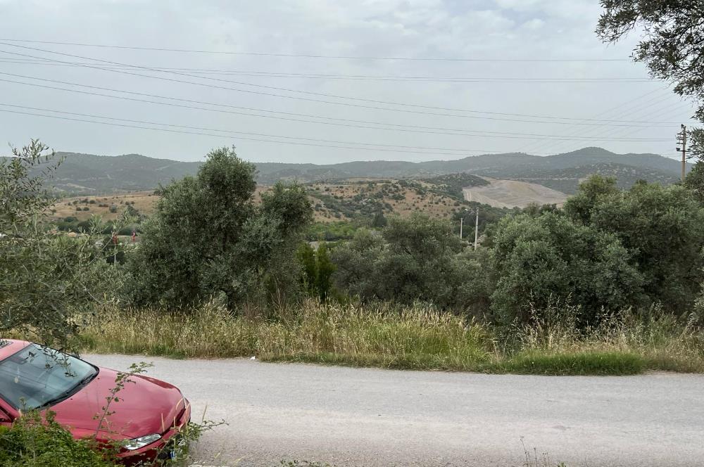 Milas Dörttepe Sığırtmaç Mevkiinde Satılık İmarlı Tarla