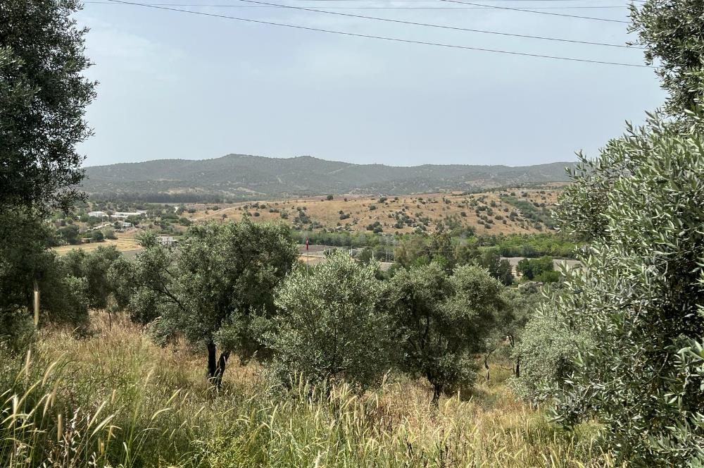 Milas Dörttepe Sığırtmaç Mevkiinde Satılık İmarlı Tarla