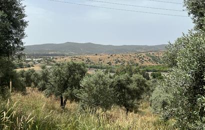 Milas Dörttepe Sığırtmaç Mevkiinde Satılık İmarlı Tarla