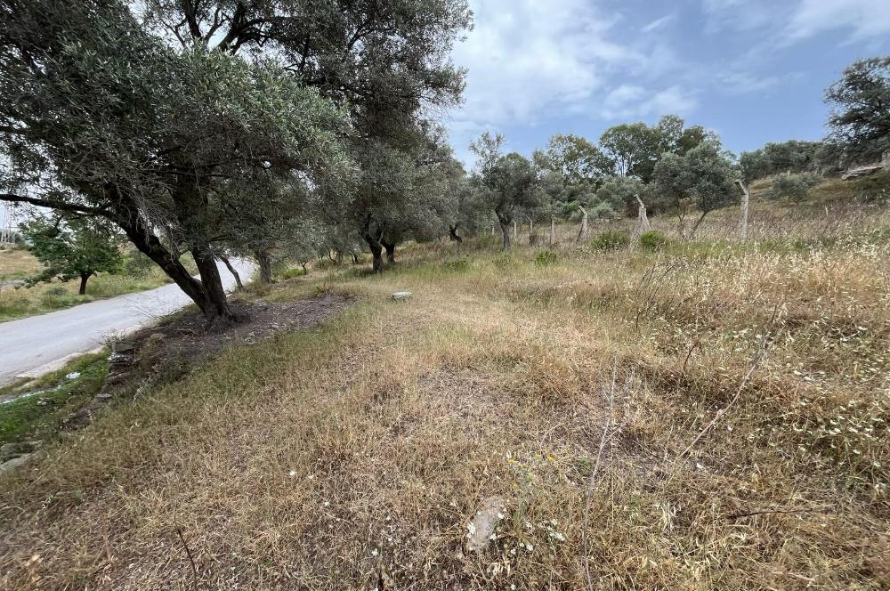 Milas Dörttepe Sığırtmaç Mevkiinde Satılık İmarlı Tarla