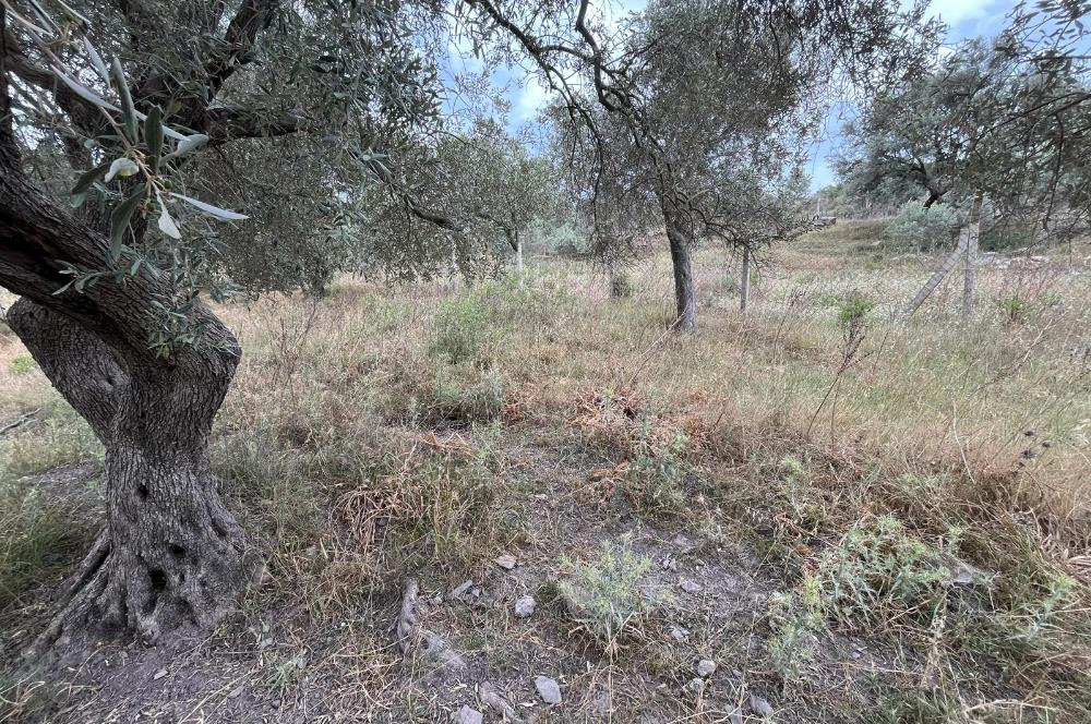 Milas Dörttepe Sığırtmaç Mevkiinde Satılık İmarlı Tarla