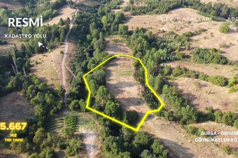 C21 NOVO'DAN BURSA ORHANELİ GÖYNÜKBELEN'DE 5667 M2 SATILIK BAHÇE