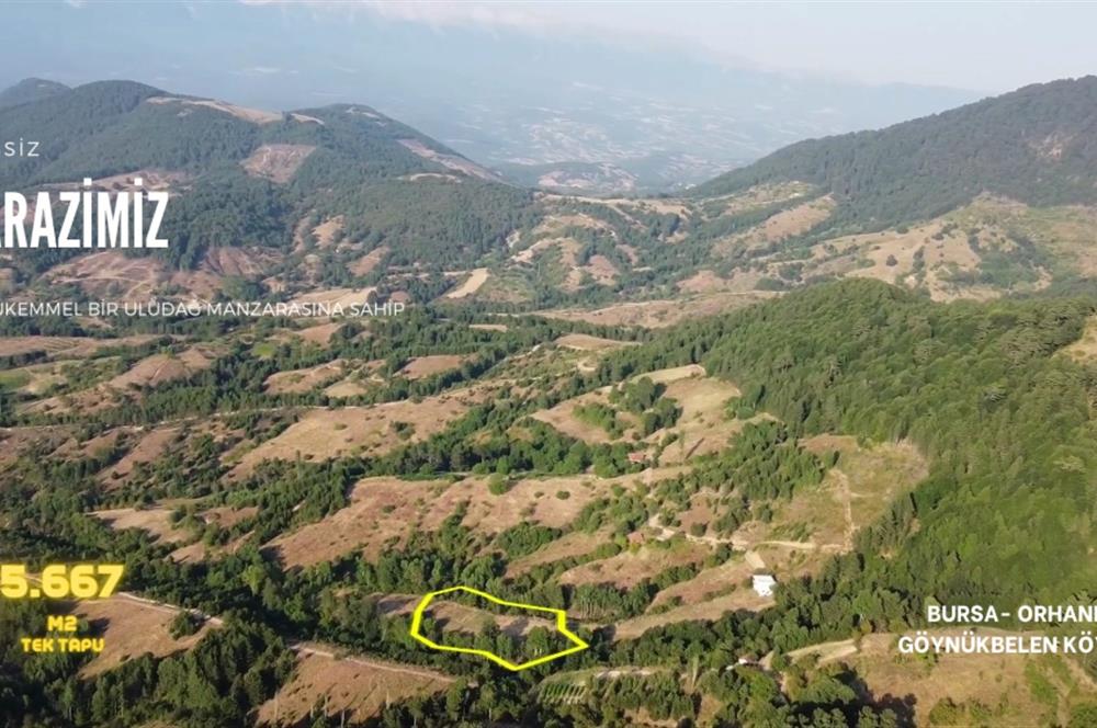 C21 NOVO'DAN BURSA ORHANELİ GÖYNÜKBELEN'DE 5667 M2 SATILIK BAHÇE