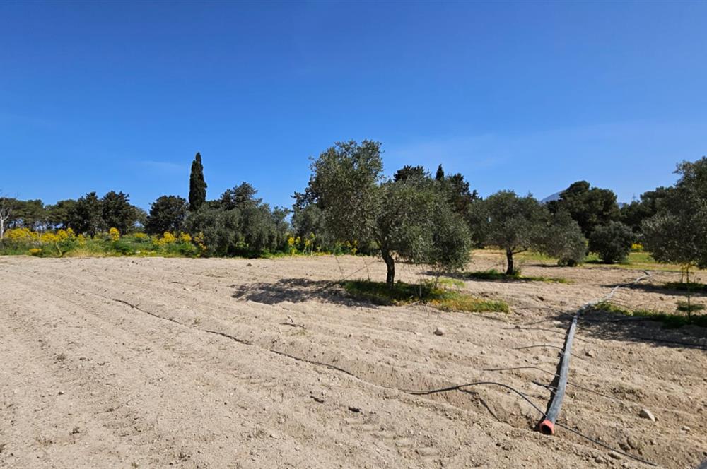 For Sale Land in Camlibel 28.000stg per acre