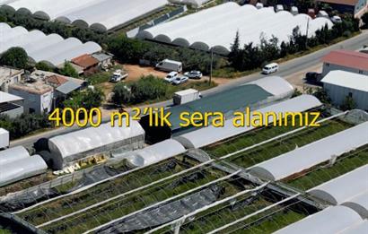 Kepez Düden 10183m2 Sera + Ticari Müstakil Arsa