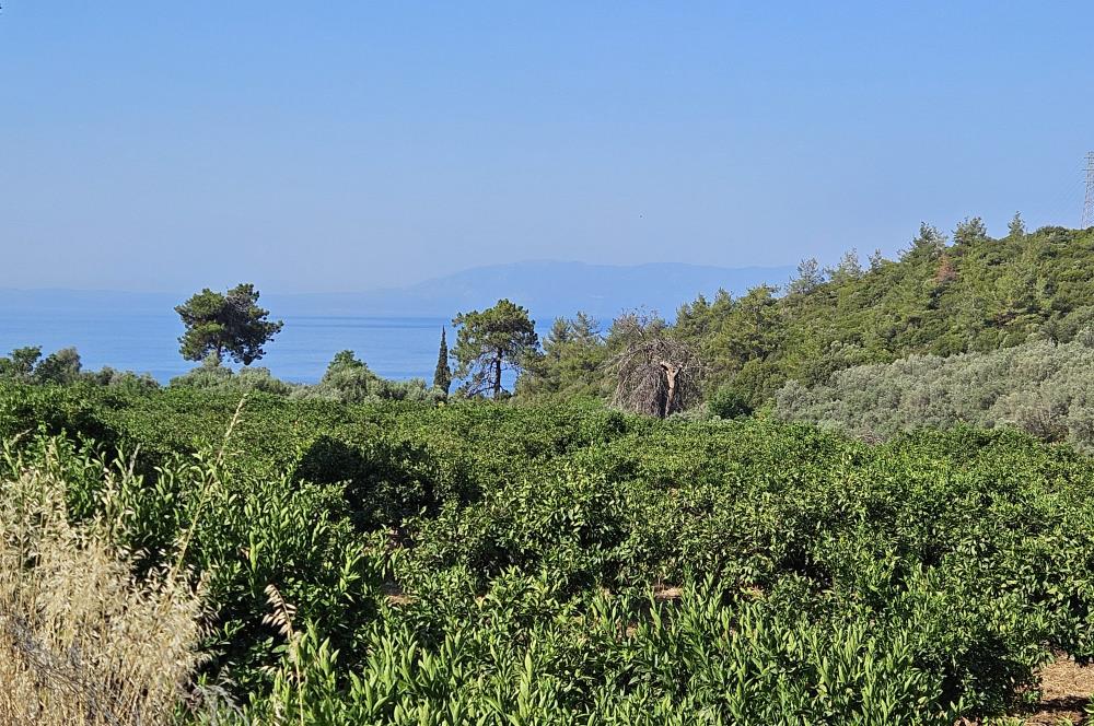 İZMİR - MENDERES - GÜMÜLDÜR'DE SATILIK TARLA