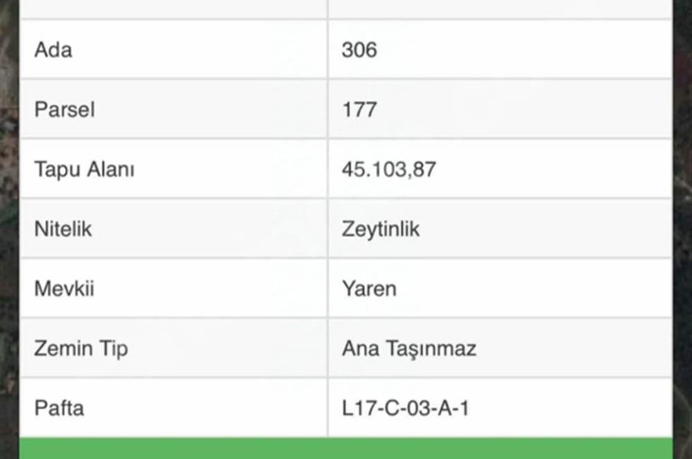 İzmir Seferihisar Ulamış Satılık Zeytinlik