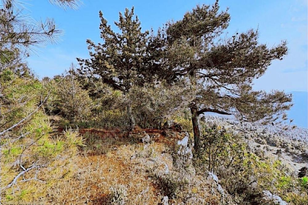 KEPİRLİ BELENOLUK ZİRVEDE BUNGALOV YAPIMINA UYGUN ARSA!