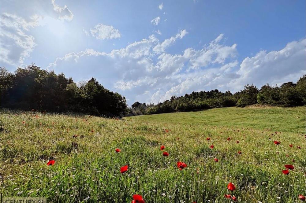 KEPİRLİ BELENOLUK ZİRVEDE BUNGALOV YAPIMINA UYGUN ARSA!