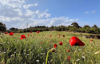 KEPİRLİ BELENOLUK ZİRVEDE BUNGALOV YAPIMINA UYGUN ARSA!