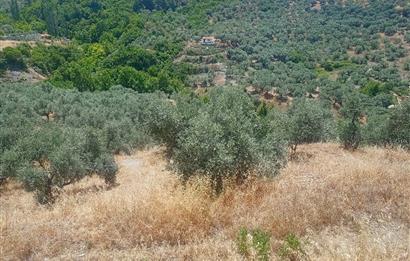 Selçuk Şirince Yolu Üzerinde Eşsiz Güzellikte Zeytinlik