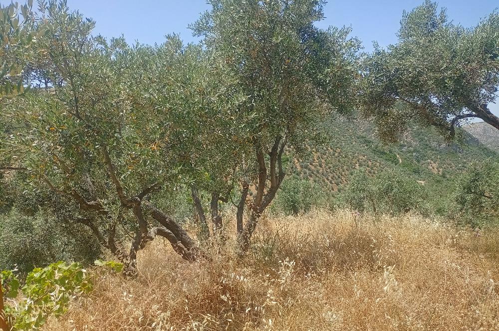 Selçuk Şirince Yolu Üzerinde Eşsiz Güzellikte Zeytinlik