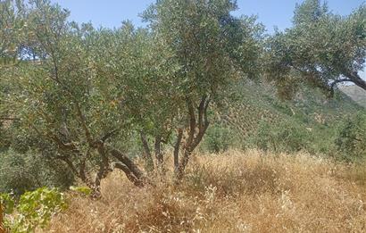 Selçuk Şirince Yolu Üzerinde Eşsiz Güzellikte Zeytinlik