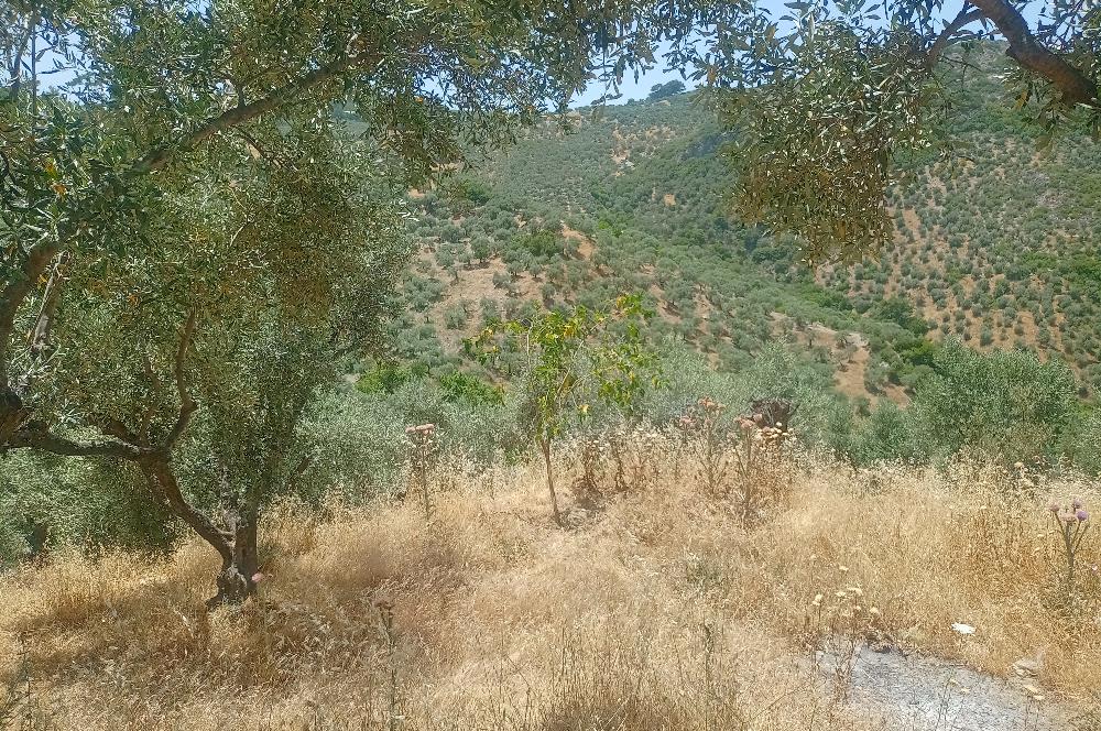 Selçuk Şirince Yolu Üzerinde Eşsiz Güzellikte Zeytinlik