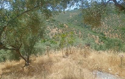 Selçuk Şirince Yolu Üzerinde Eşsiz Güzellikte Zeytinlik