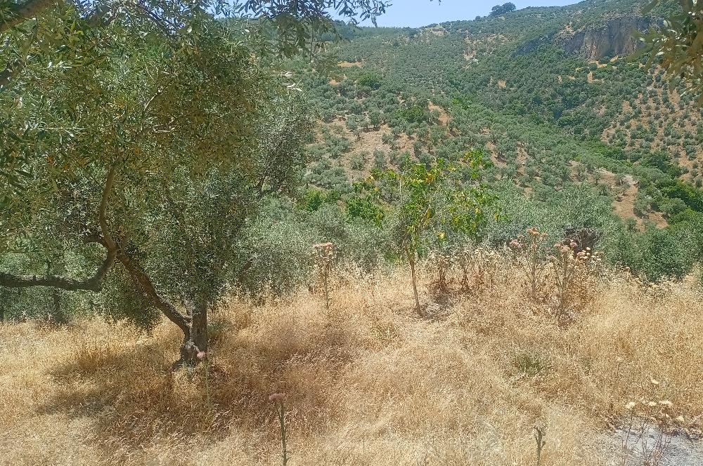 Selçuk Şirince Yolu Üzerinde Eşsiz Güzellikte Zeytinlik