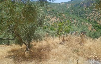 Selçuk Şirince Yolu Üzerinde Eşsiz Güzellikte Zeytinlik