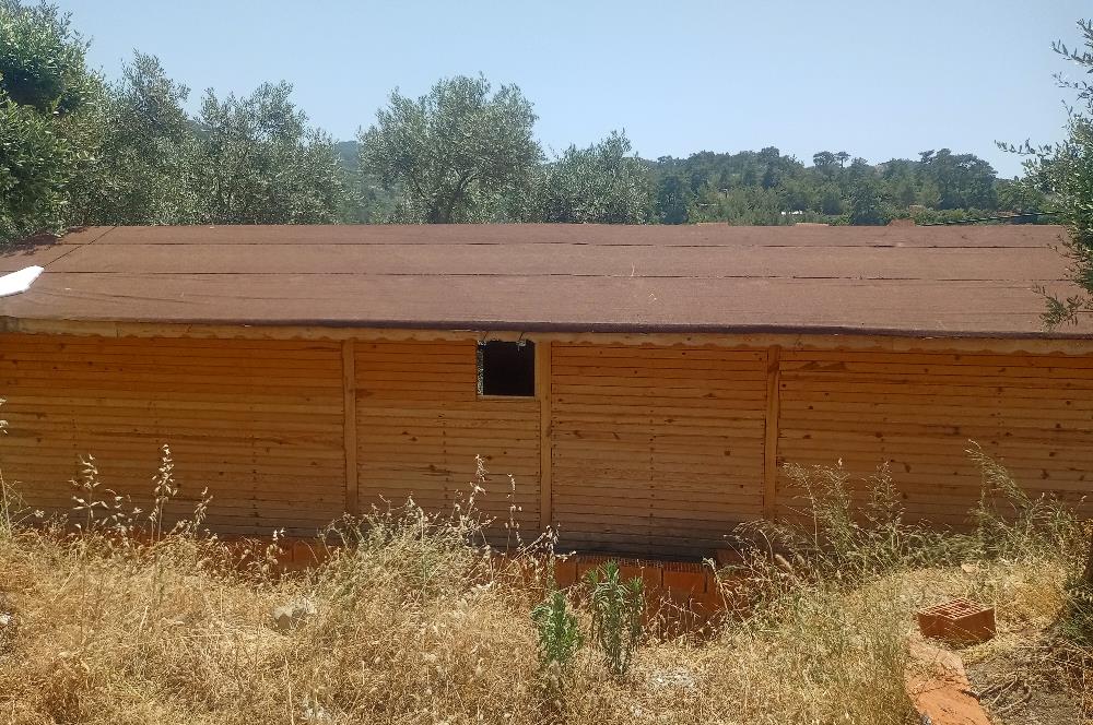 Selçuk Şirince Yolu Üzerinde Eşsiz Güzellikte Zeytinlik