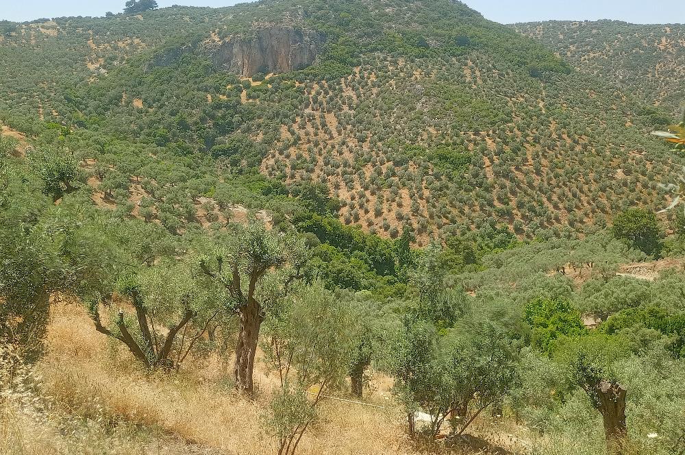 Selçuk Şirince Yolu Üzerinde Eşsiz Güzellikte Zeytinlik