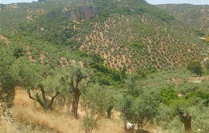 Selçuk Şirince Yolu Üzerinde Eşsiz Güzellikte Zeytinlik