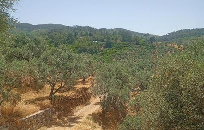 Selçuk Şirince Yolu Üzerinde Eşsiz Güzellikte Zeytinlik