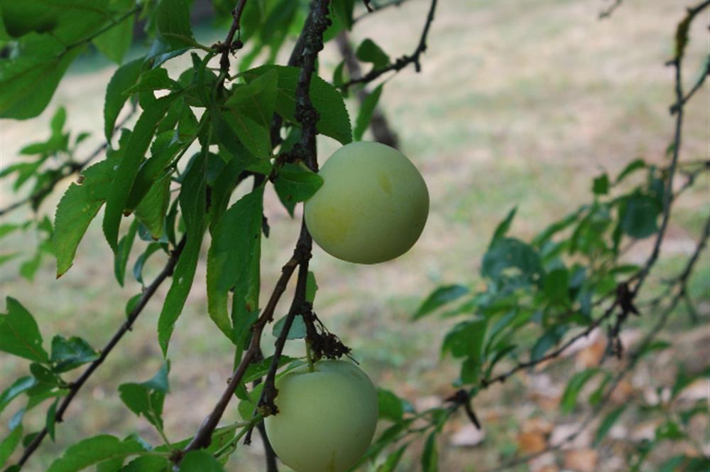 Düzce Efteni Gölü Yakını Satılık Cennet Bahçesi 