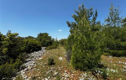 Milas Kayabaşı'nda Satılık Zeytinlik