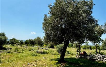 Milas Kayabaşı'nda Orman Sınırında Satılık Zeytinlik