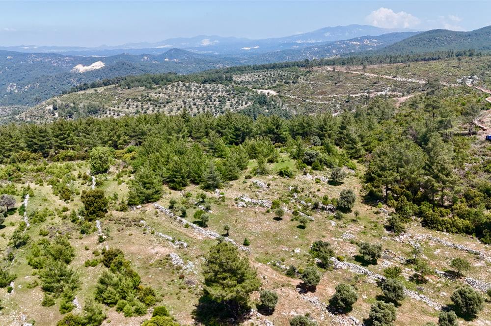 Milas Kayabaşı'nda Orman Sınırında Satılık Zeytinlik