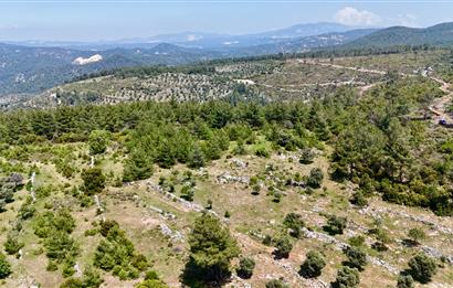 Milas Kayabaşı'nda Orman Sınırında Satılık Zeytinlik