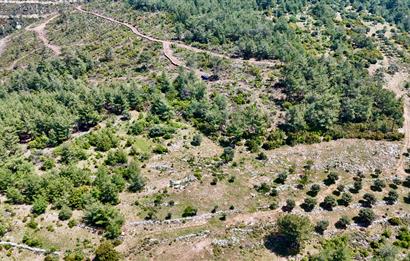 Milas Kayabaşı'nda Orman Sınırında Satılık Zeytinlik