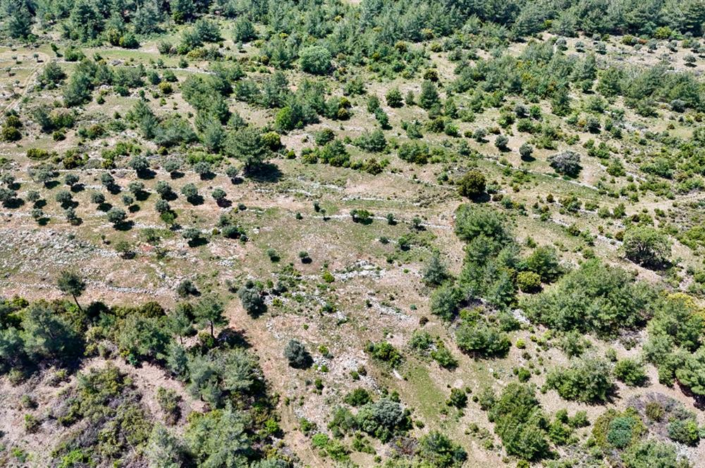 Milas Kayabaşı'nda Orman Sınırında Satılık Zeytinlik